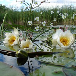 Пазл: Цветы на воде