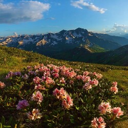 Пазл: Цветет горный рододендрон