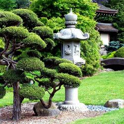 Пазл: Японский сад бонсай