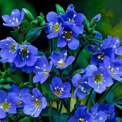 Пазл: Маленький синий цветочек