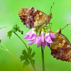Пазл: Бабочки на аквилегии
