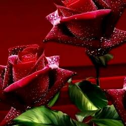 Пазлы на тему «Розы красные»
