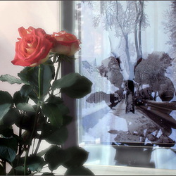 Пазл: Зима и розы