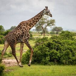 Пазл: Жираф большой