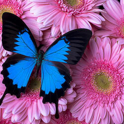 Пазл: Темно-голубая бабочка