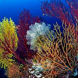 Пазл: Кораллы