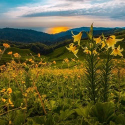 Пазл: Цветущие горы Абхазии