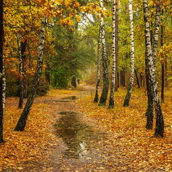Пазл: Осенний лес