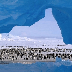 Пазл: Население Антарктиды