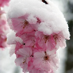 Пазл: Сакура в снегу