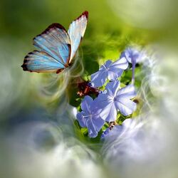 Пазл: Бабочка на цветке