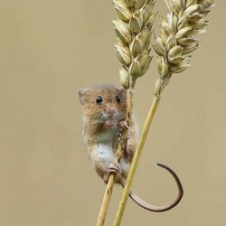 Пазл: Мышь-малютка