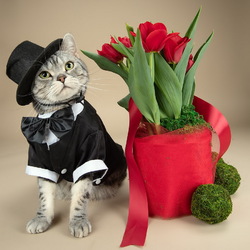 Пазл: Кот и тюльпаны