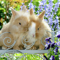 Пазл: Кролики в саду
