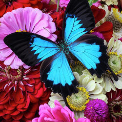 Пазл: Голубая бабочка и циннии