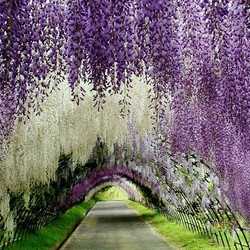 Пазл: Тоннель цветов в японском саду Кавати Фудзи