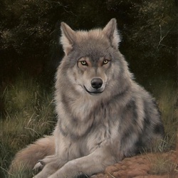 Пазл: Серый волк