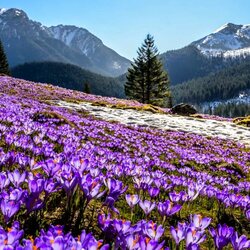 Пазл: В горах цветут крокусы