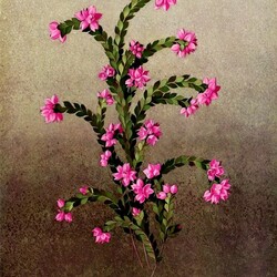 Пазл: Розовые цветы