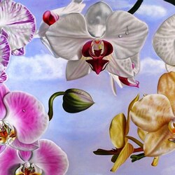 Пазл: Орхидеи-бабочки