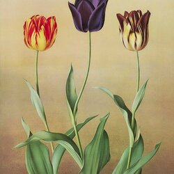 Пазл: Австралийские тюльпаны