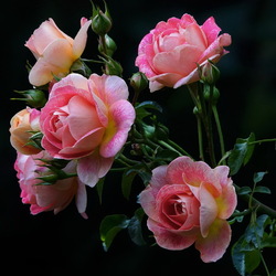 Пазл: Розы для милых дам