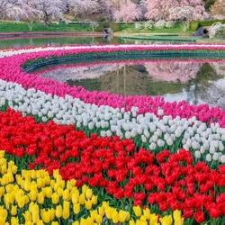 Пазл: Весна в Японии 