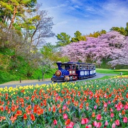 Пазл: Весна в Японии 