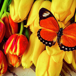 Пазл: Бабочка на тюльпанах
