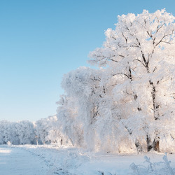 Пазл: Деревья в зимнем наряде