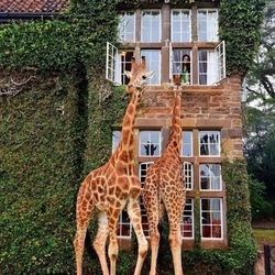 Пазл: Любопытные жирафы