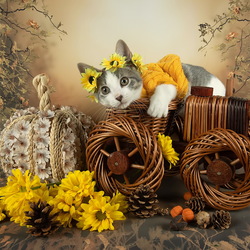 Пазл: Осенний котик