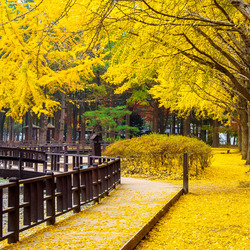 Пазл: Желтая осень
