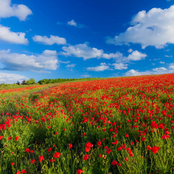 Пазл: Красное поле и голубое небо