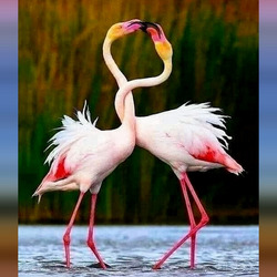Пазл: Танец фламинго