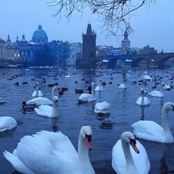Пазл: Лебеди в Праге
