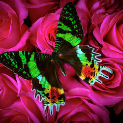 Пазл: Черно-зеленая бабочка на розах