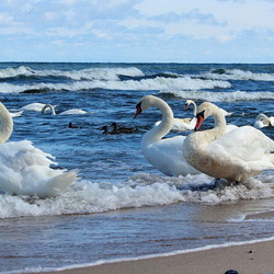 Пазл: Лебеди на Балтике