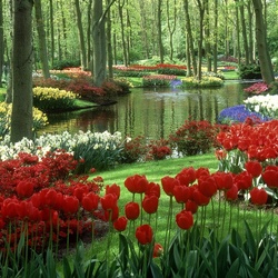 Пазл: Тюльпаны парка Кёкенхоф