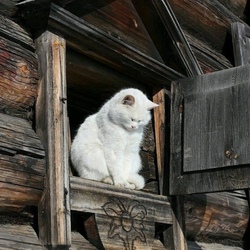 Пазл: Белый кот