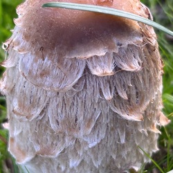 Пазл: Рапунцель грибного мира