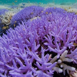 Пазл: Коралловый риф