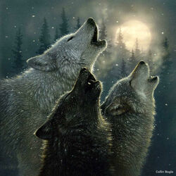 Пазл: Песня волков