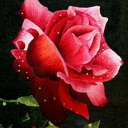 Пазл:  Роза с каплями росы