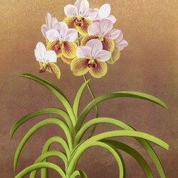 Пазл: Орхидея ванда