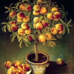 Пазл: Персиковое дерево