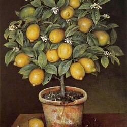 Пазл: Лимонное дерево