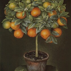 Пазл: Апельсиновое дерево в керамическом горшке