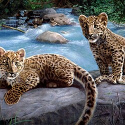 Пазл: Детеныши леопарда