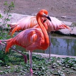 Пазлы на тему «Фламинго»